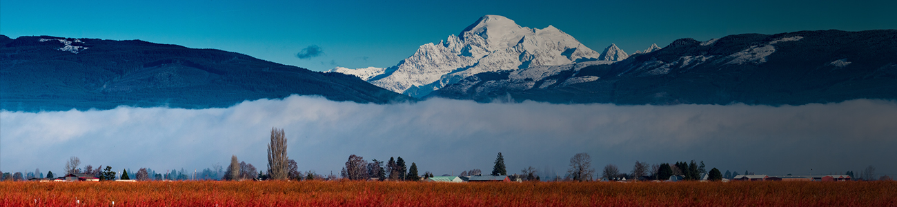 Mount Baker Over Blueberry Fields Photo