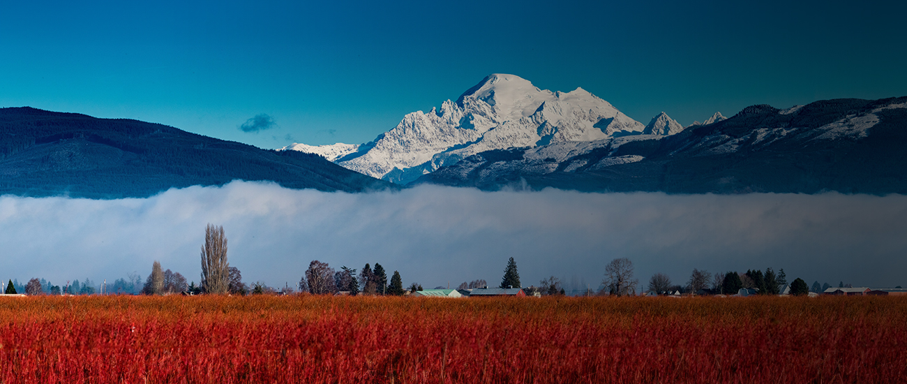 Mount Baker Over Blueberry Fields Photo